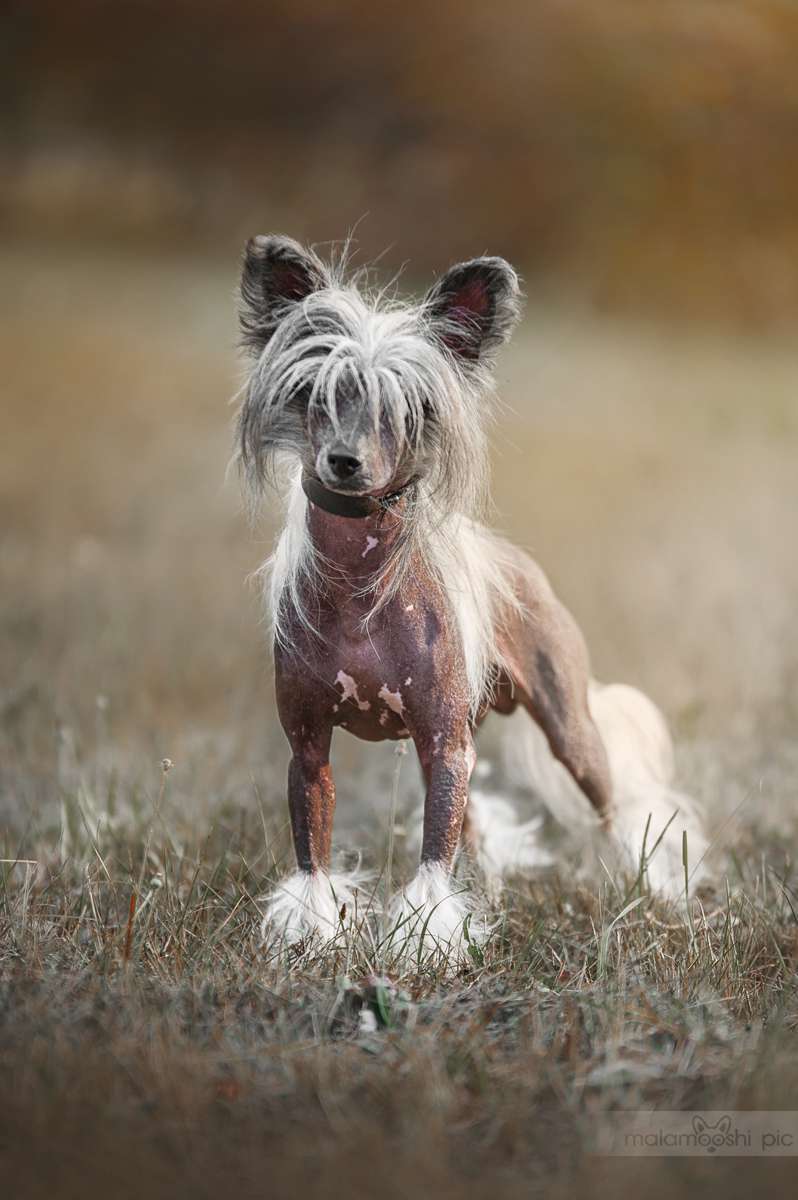 Style Born To Be a Star Minodora