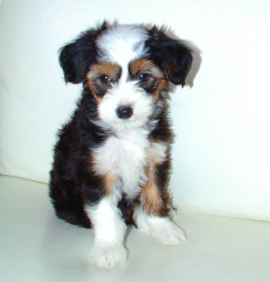 Devotion Of Silence Panx