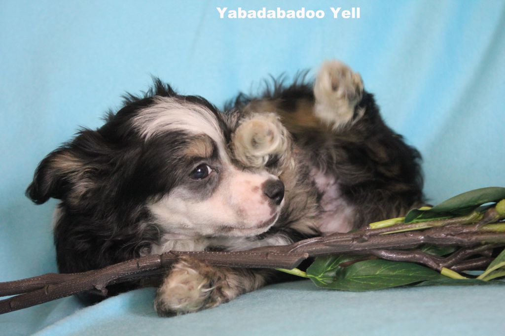 Happy Dancing Yabadabadoo Yell