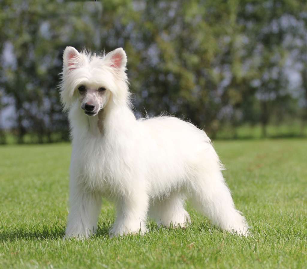 Happy Dancing Yakima Yankee