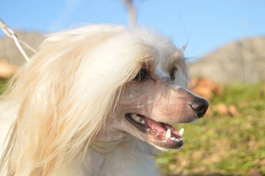 Valentia Della Fruit