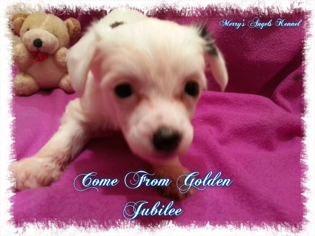 Come From Golden Jubilee