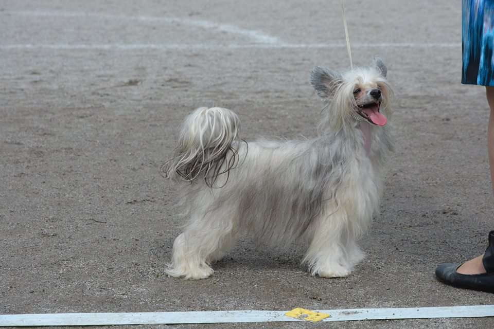 Black-Diva's Schizo Doll