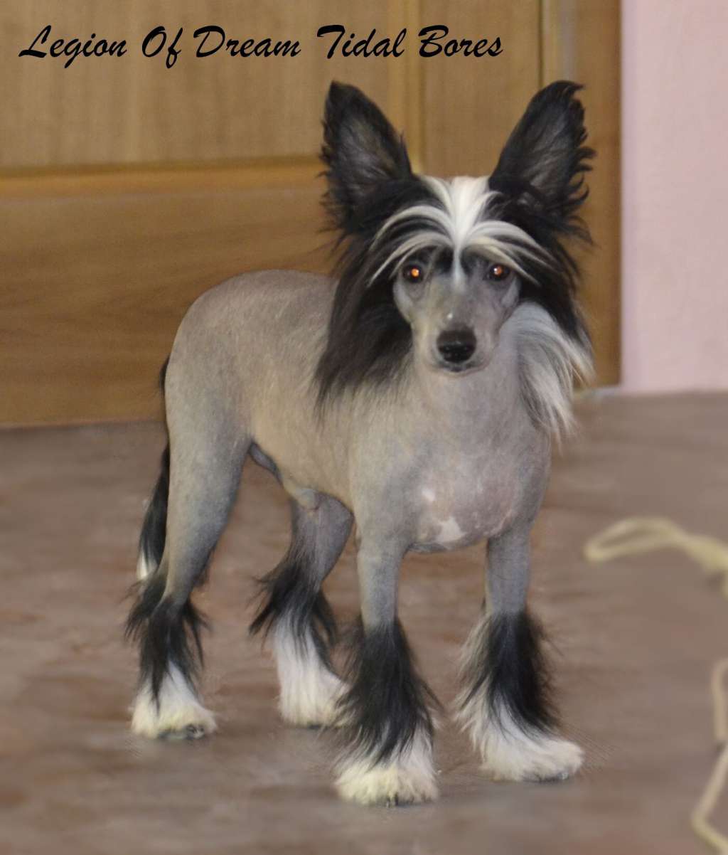 Legion Of Dream Tidal Bores