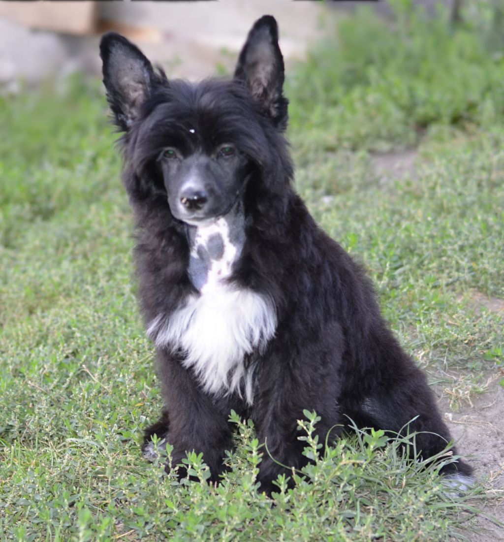 Legion Of Dream Torres  Radiant