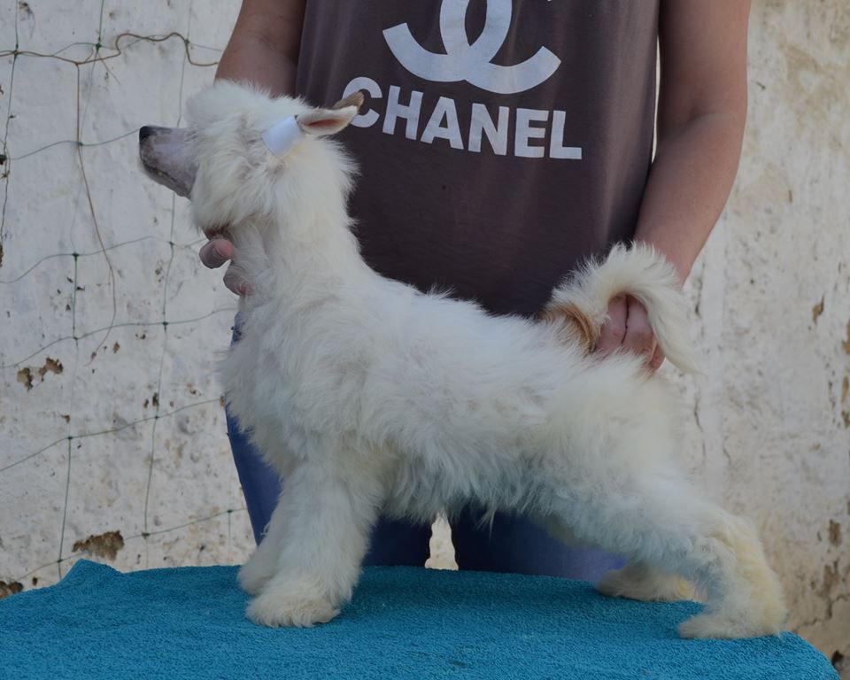 RRR - Bear City of Glory