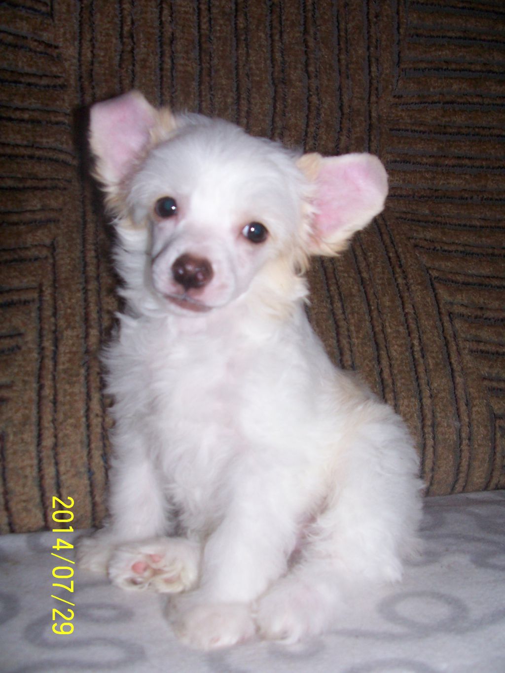 Ignis Candens z Boniki