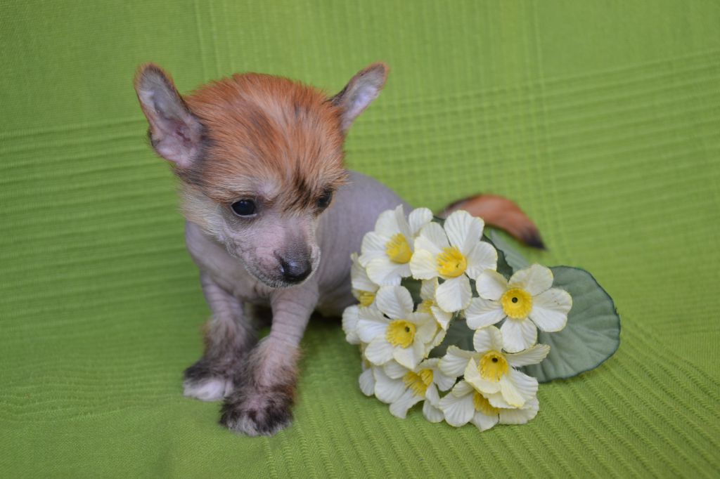 Gortenziya Annabelle