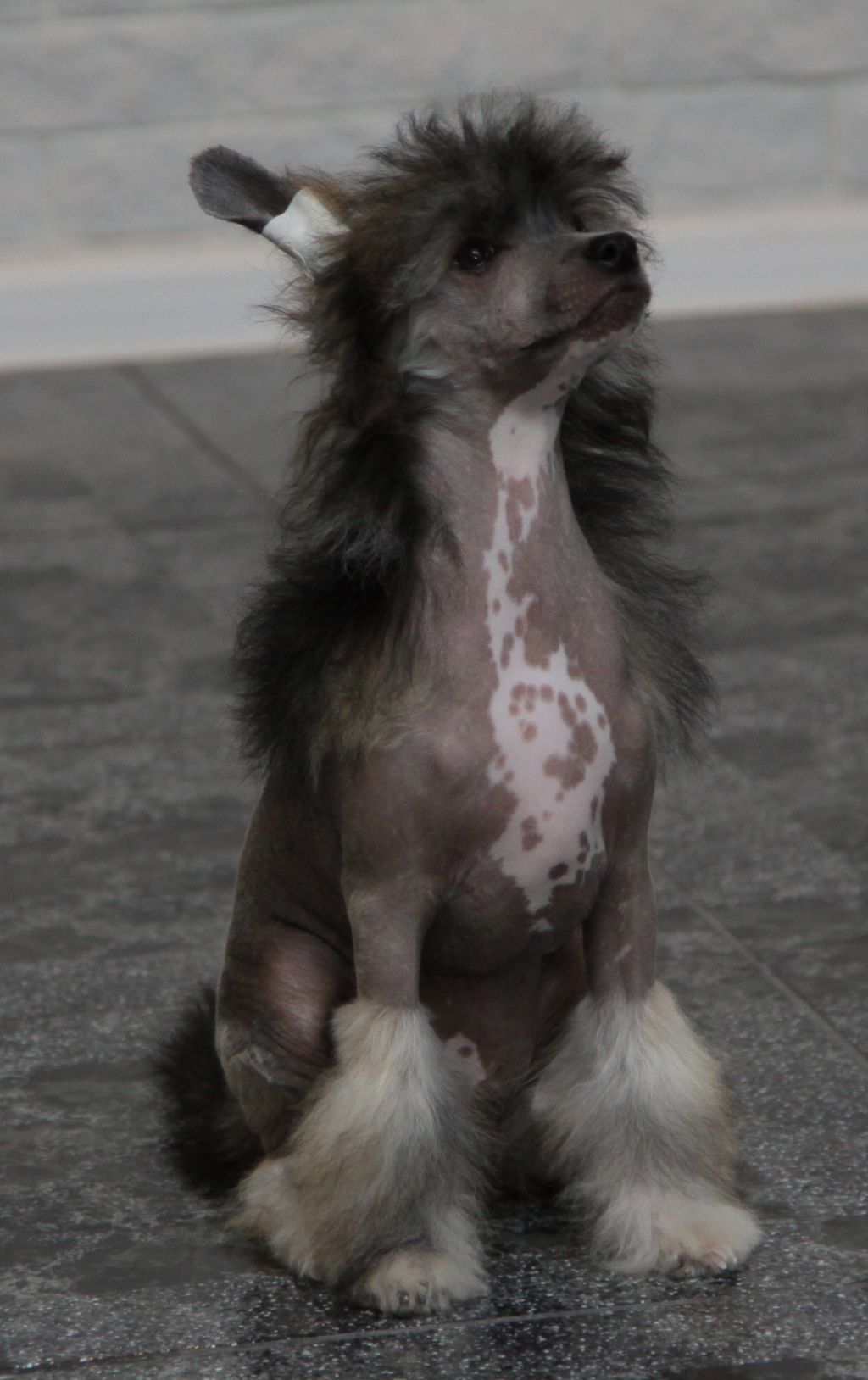 Premier Mari Ametist