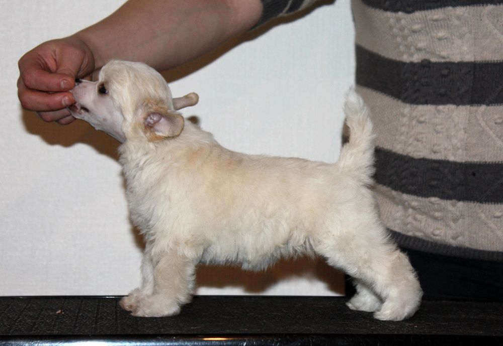 Viuvaun Täytyy Säätää