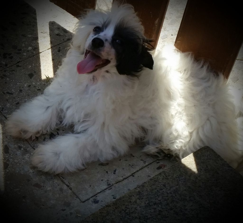 Damon Salvatore Bronco Piccolo Amico