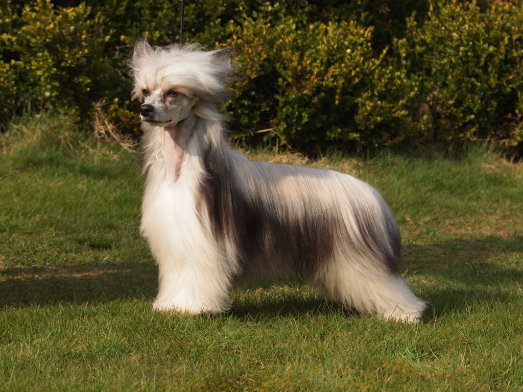 Lionheart Kicking Snowballs