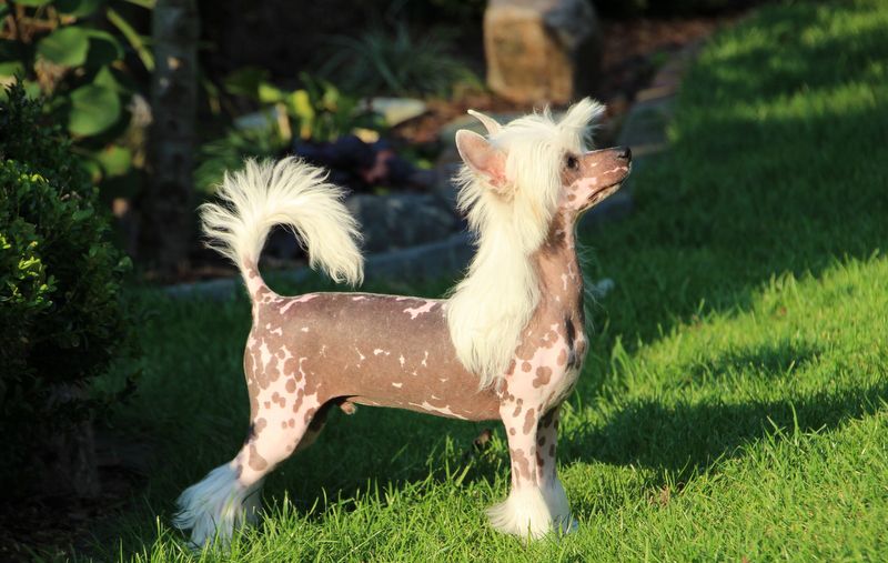 Solino's Jolly the Joker