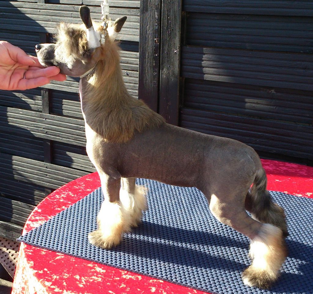 Lionheart Klose To Perfekt