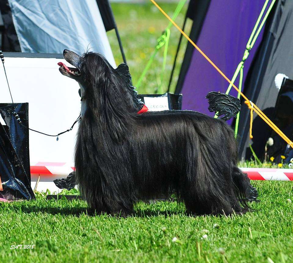 I'm Your Heybett Jemalle