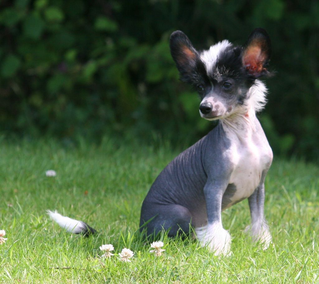 Amazon of the forest de Almamasan