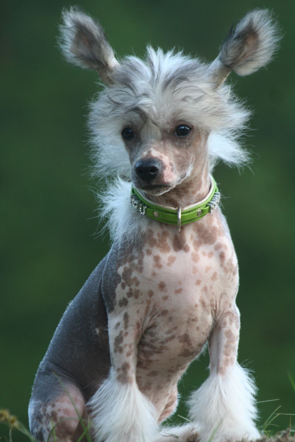 Dresscode-Zero No Tux Required For Shanshal