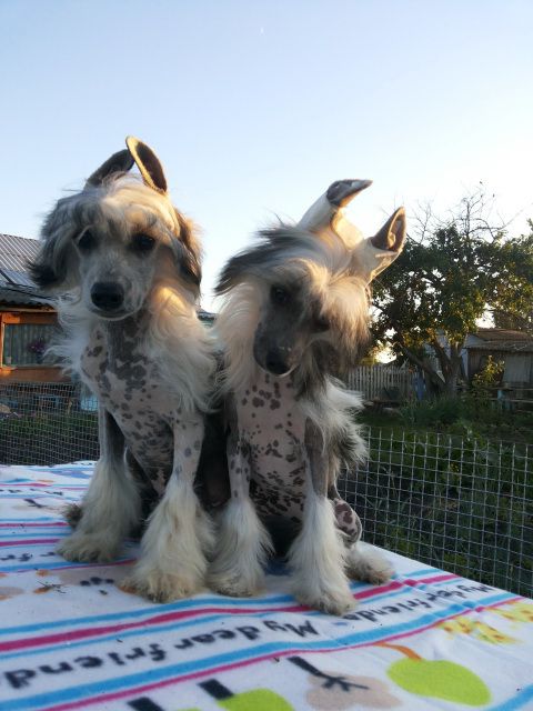 Jerales Show Militina