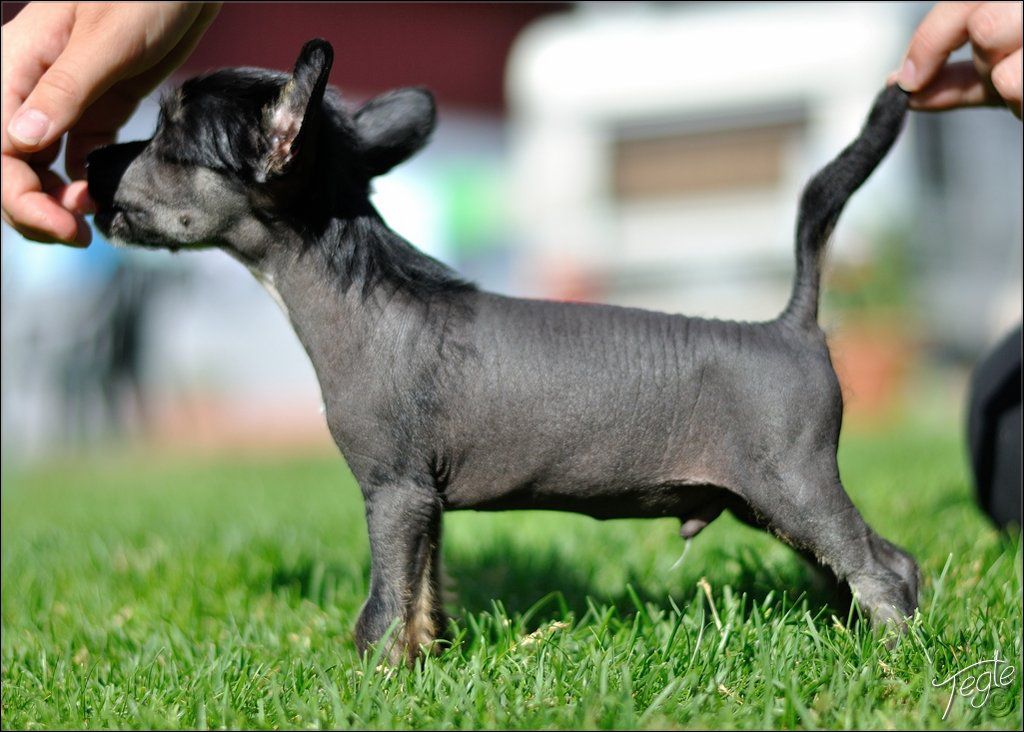 Proud Pony Garden Gnome