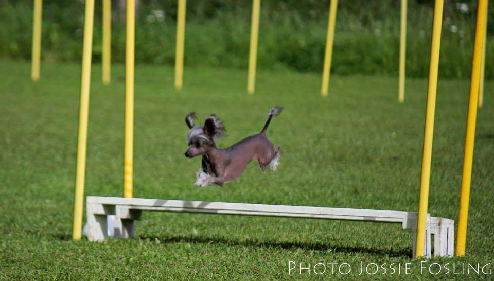 Proud Pony Glitter Wizard