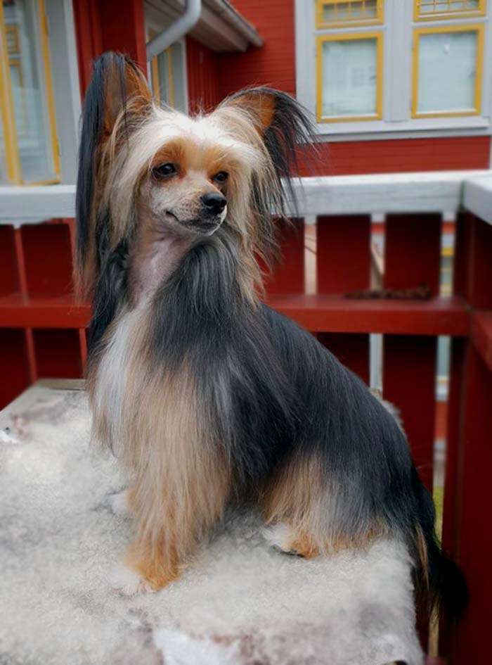 Bellatrix Luckycharm Spica