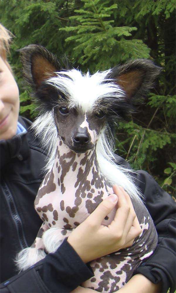 Bellatrix Luckycharm Io