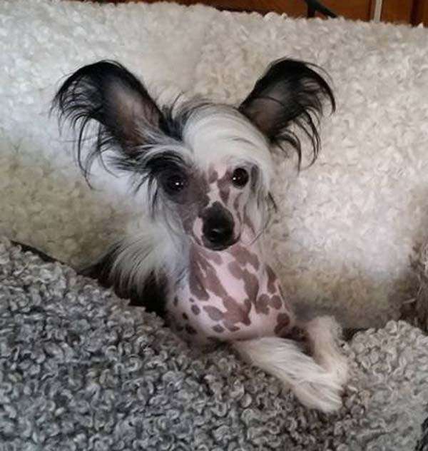 Bellatrix Luckycharm Libra