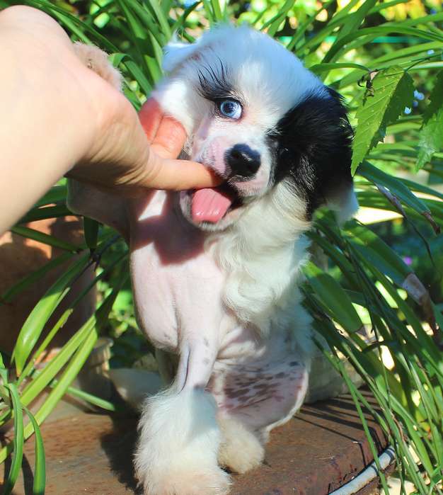 Angel O' Check  Vasilek.