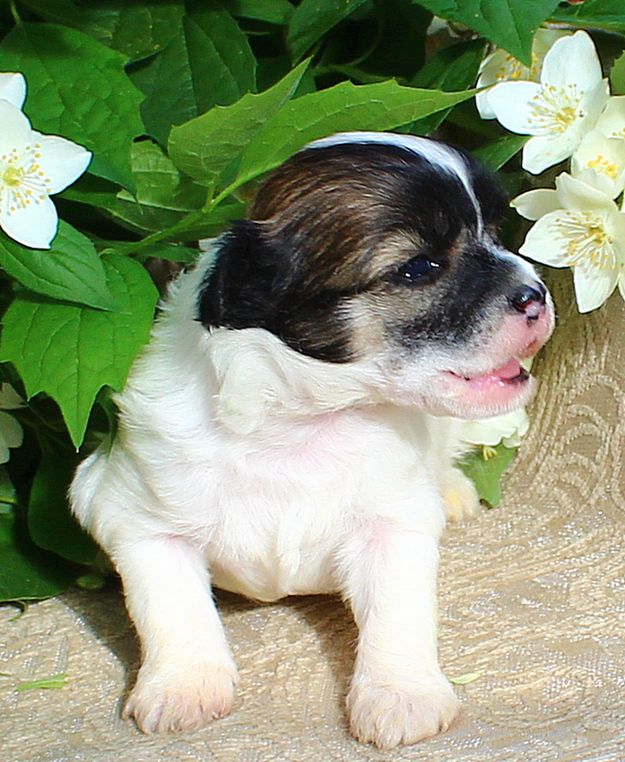 Angel O' Check Filipok