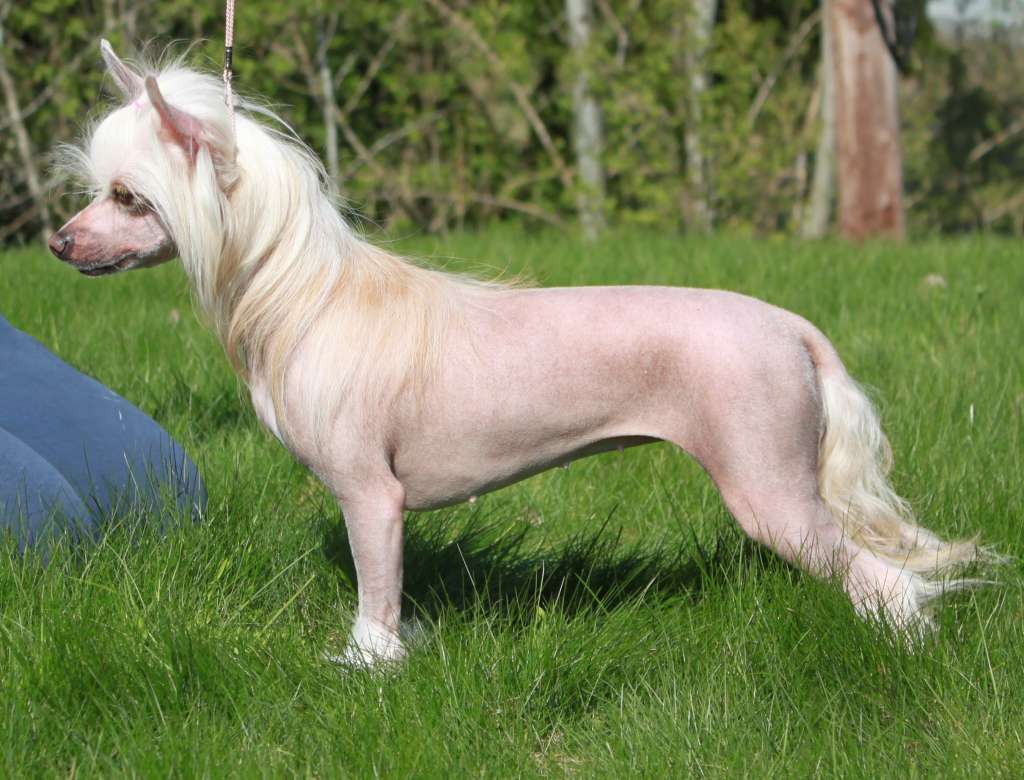 Lundens Crest Beatrice