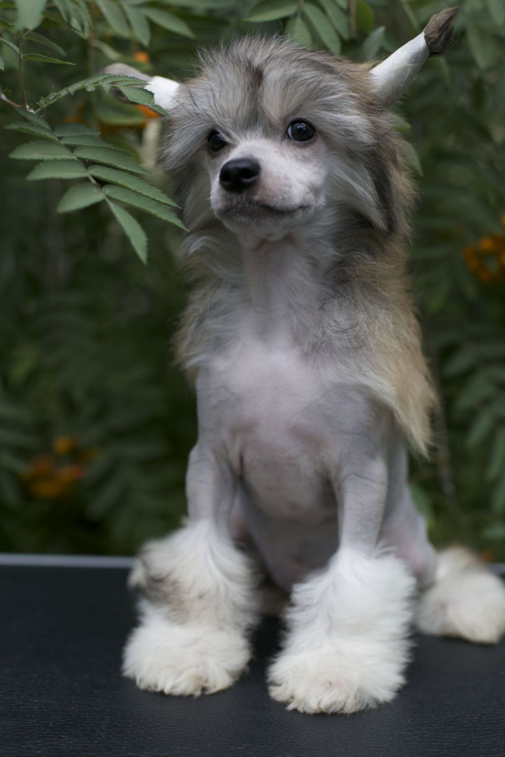 Gallurius  King Of Love