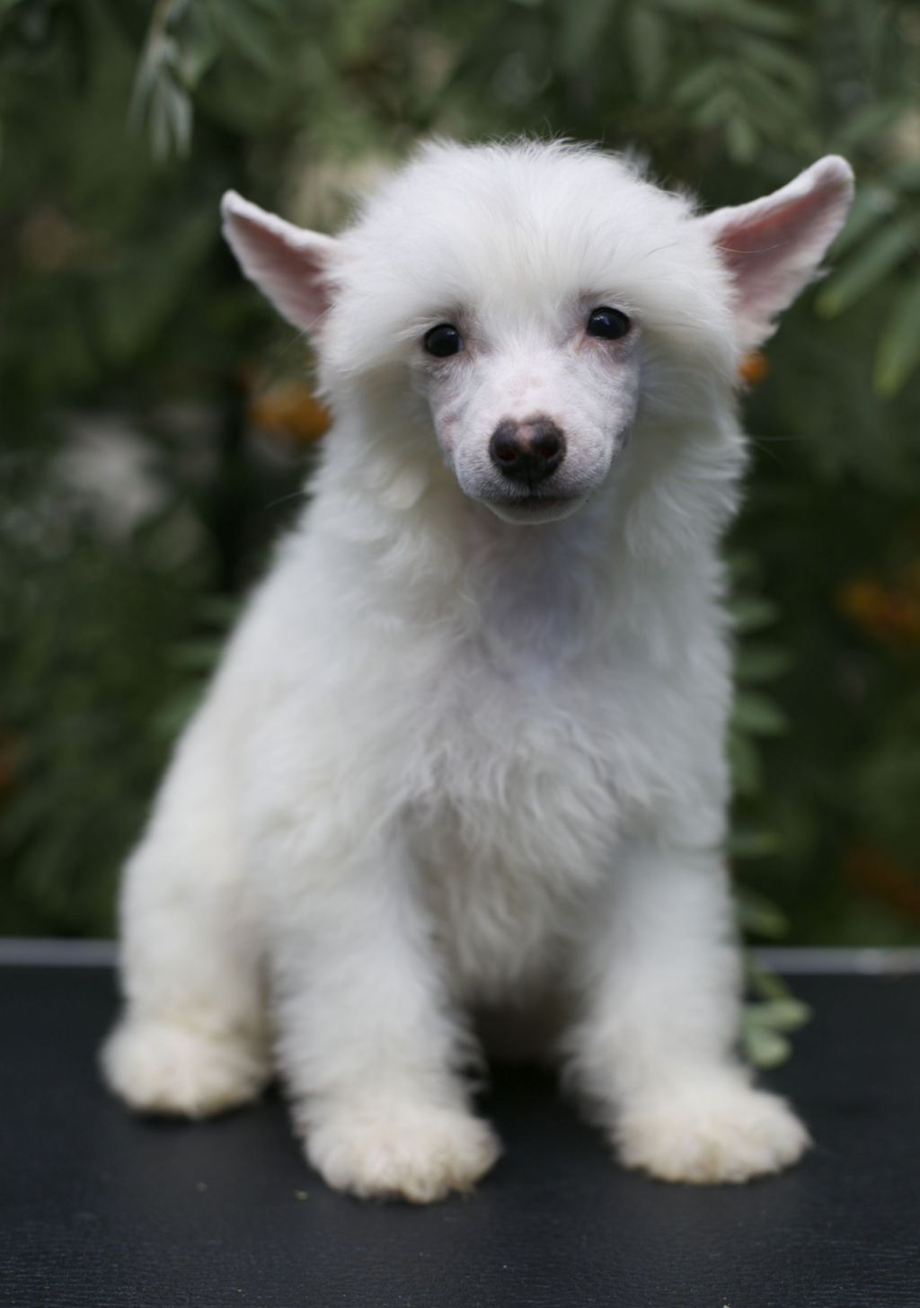 Gallurius  Mandarina  Duck