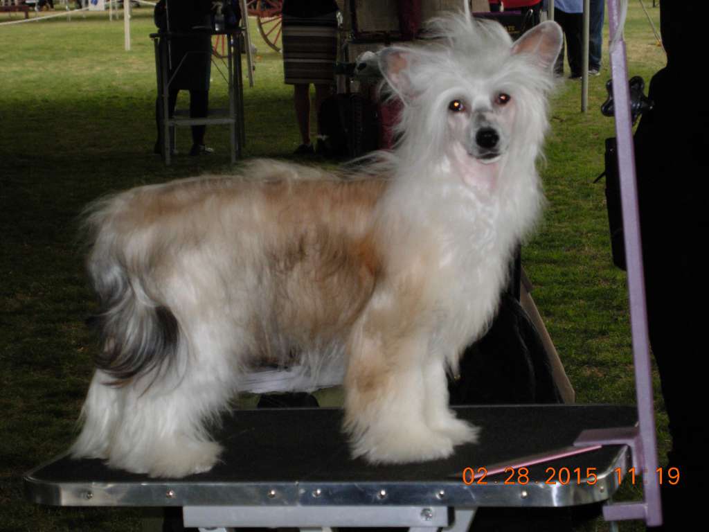 Aja's Chantilly Lace