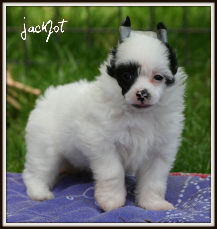 jackpot du pavé de varennes