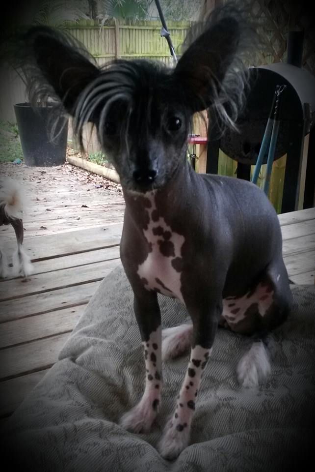 Heart of Dixie's Midnight Special