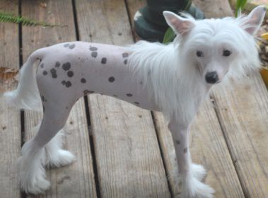 Heart of Dixie's Savannah Nights