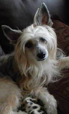 Breeze Sir Sebastin Castanon