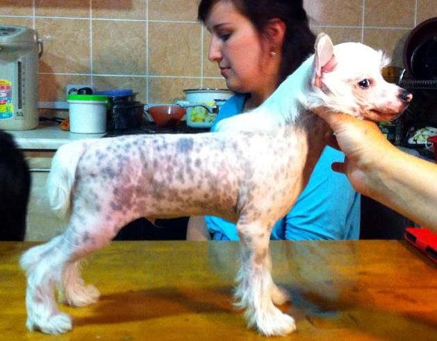 Stalker iz Strany Kutha