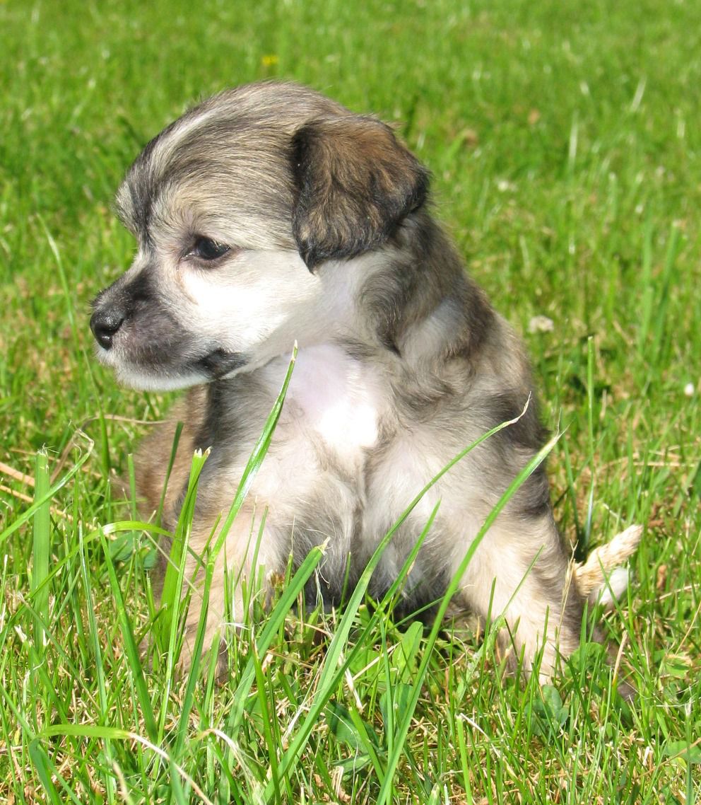 Pappersdrakens Alva Edison