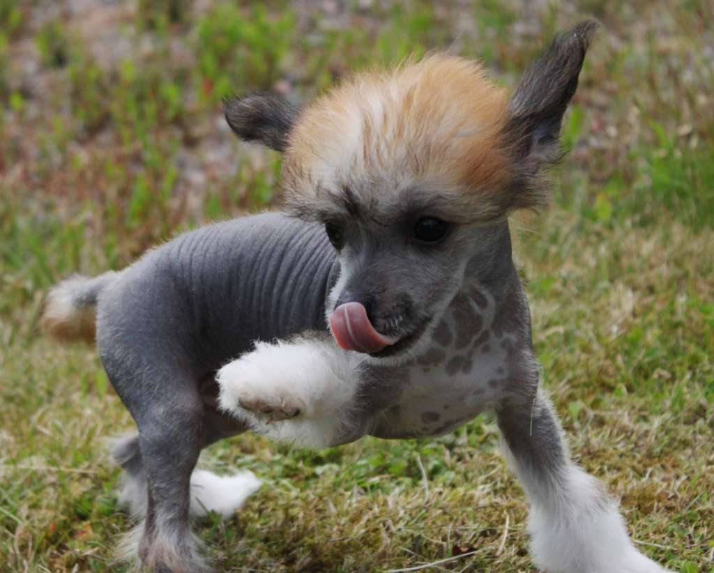 Pappersdrakens Pär Ampere