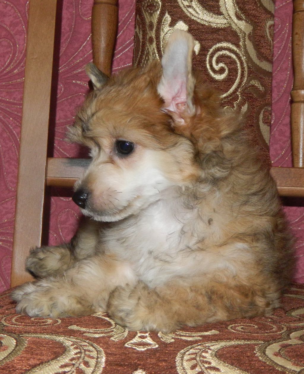 Ukrainian Teddy Bear Winny