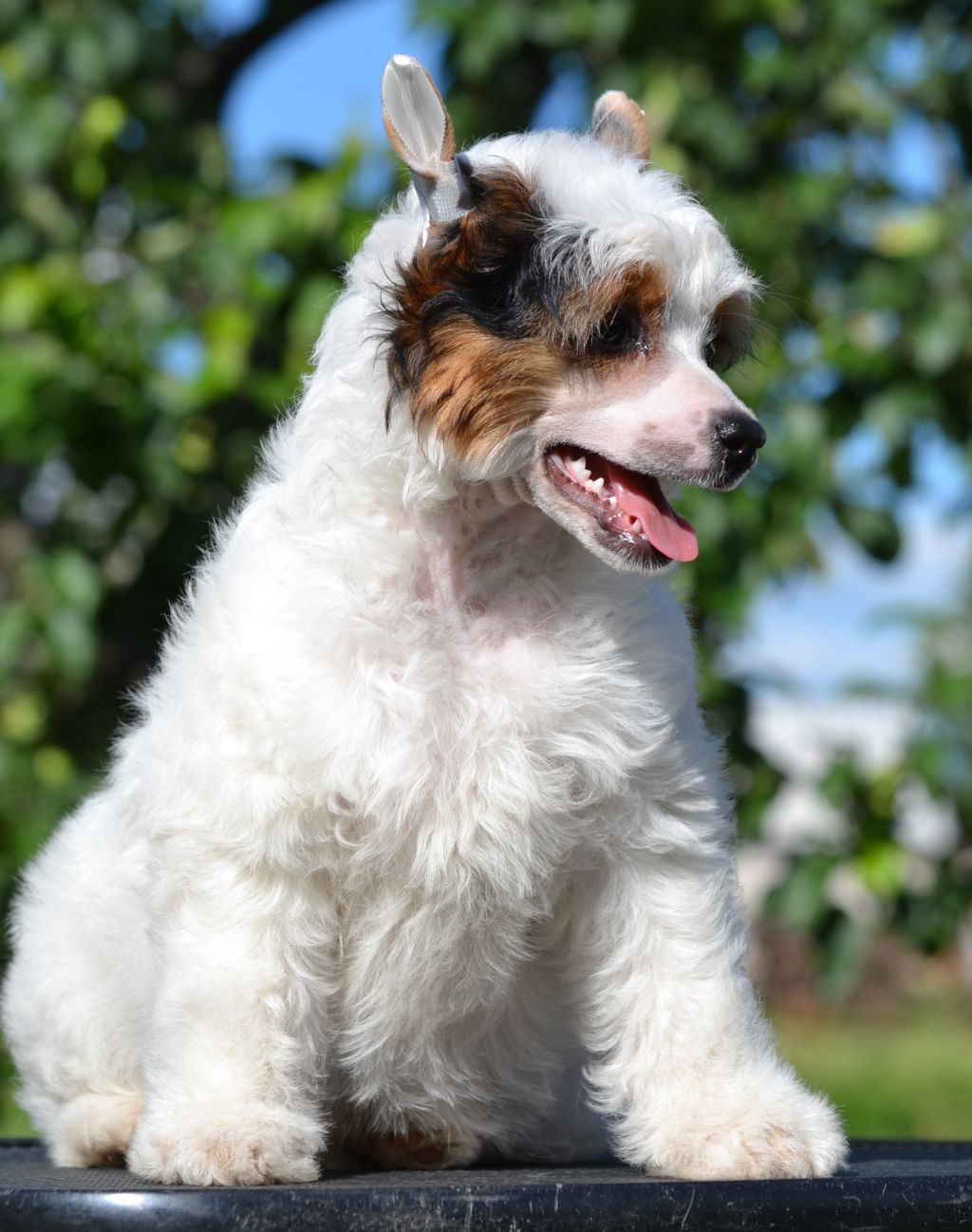 Rada Radovat ot Vonogo Psa