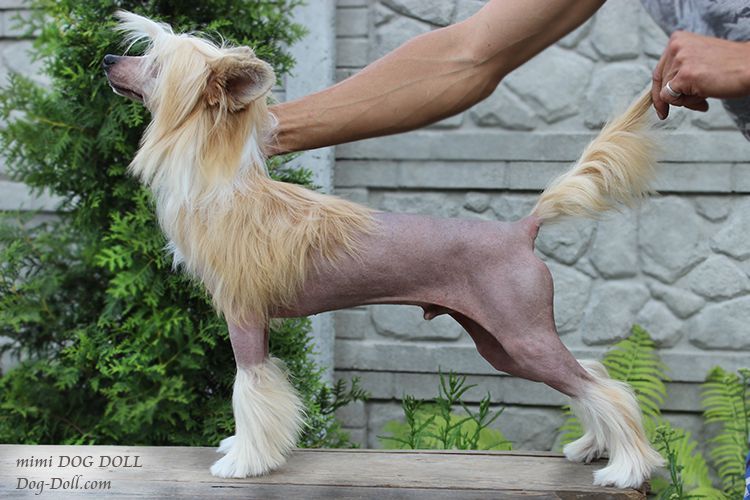 Mimi Dog Doll Sapsan