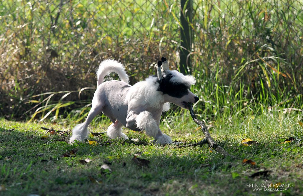 Jean Dark Do You Believe In Magic