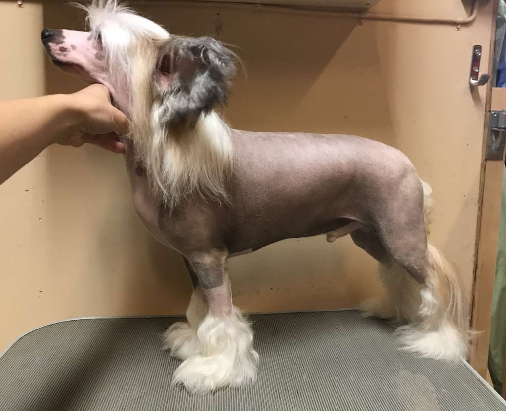 Jean Dark Dear Mr. President