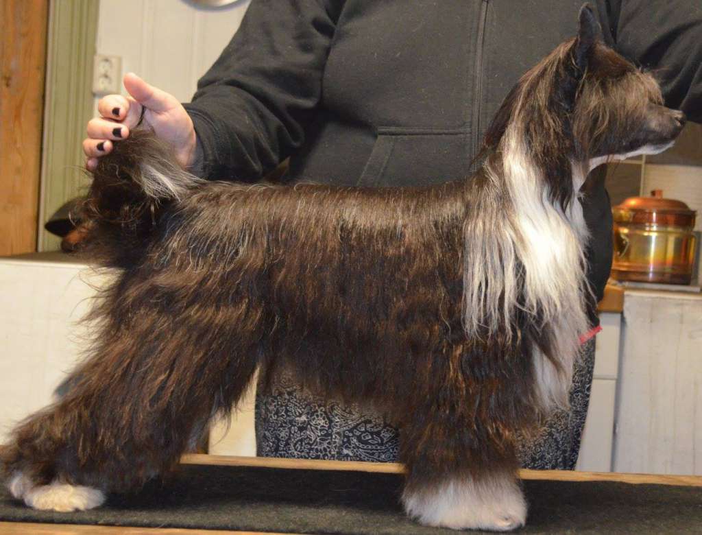 Jean Dark December Song