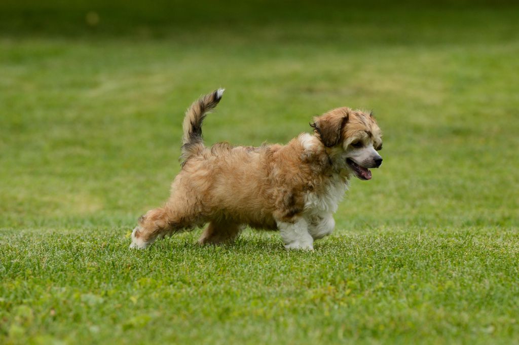 Family Song's Valentino