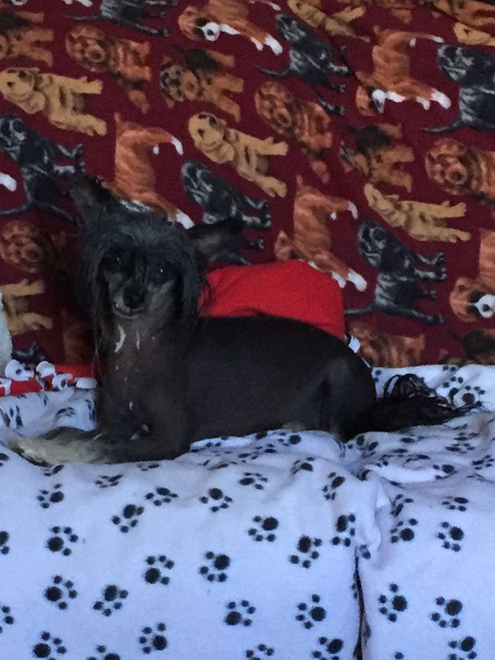 Altacrest's Got A Genie In A Bottle