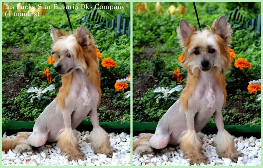 Ins Lucky Star Bavaria Oks Company