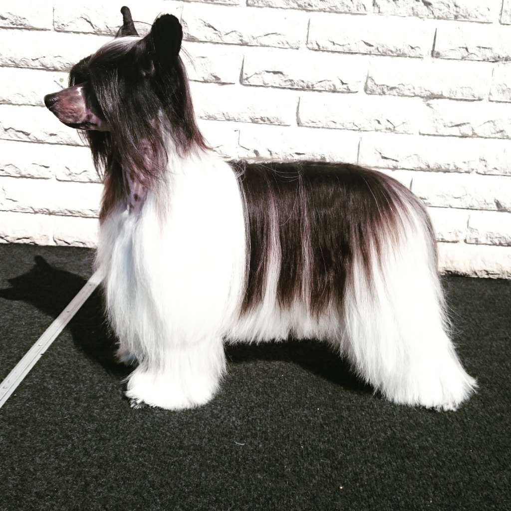 Ridgecrest's Dream Of Sweden